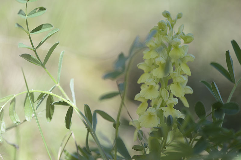 Identificazione: Orchis Pallens